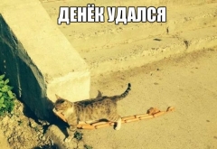 кошка.jpg