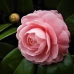 Camellia