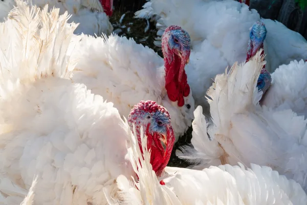 Российское индейководство - 2025: рост продолжается