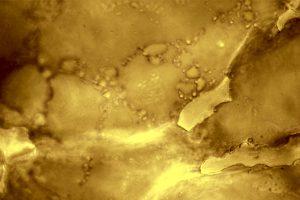 ОКПИ исследует микроструктуру каррагинансодержащих водорослей