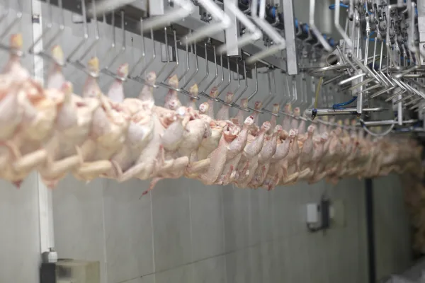 Некоторые особенности производства продукции из мяса птицы