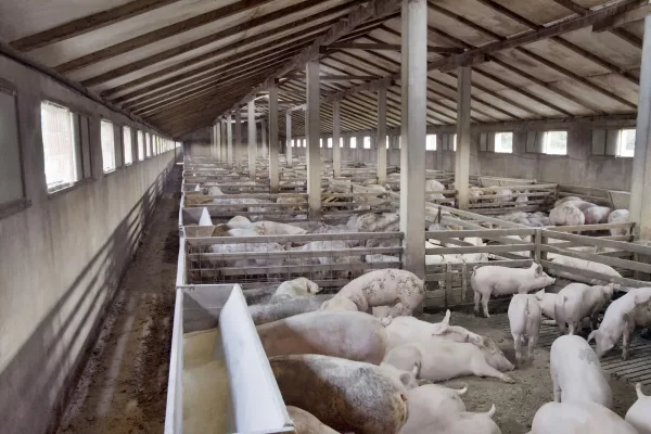 Закон о побочных продуктах животноводства. Разбираемся в нюансах