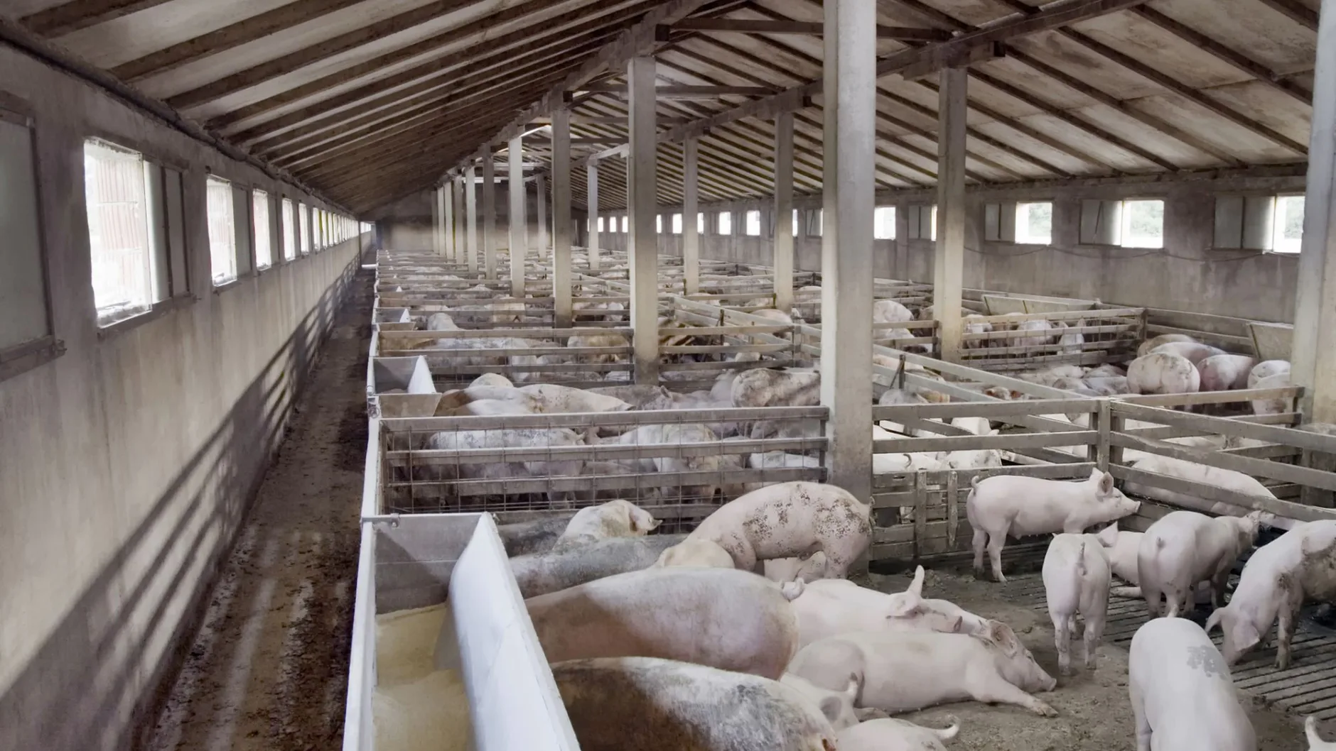 Закон о побочных продуктах животноводства. Разбираемся в нюансах