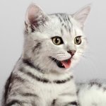 Котовский Котяра