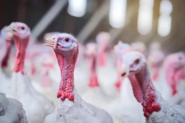 Agrifood Strategies: Россия закрепила статус ведущего производителя индейки в Европе и 2-го в мире