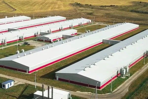 «Талина» построит два свиноводческих комплекса, на 4800 голов каждый