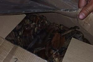 Россельхознадзор пресек ввоз говяжьих субпродуктов из Кыргызстана в Алтайский край