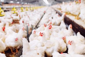 Самарская область: к 2028 году производство куриного мяса планируется увеличить на 76 тысяч тонн