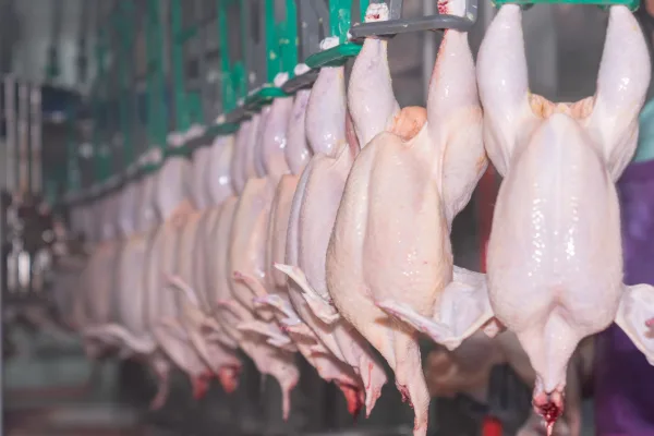 Птицефабрика «Северная» повысила отпускные цены на продукцию