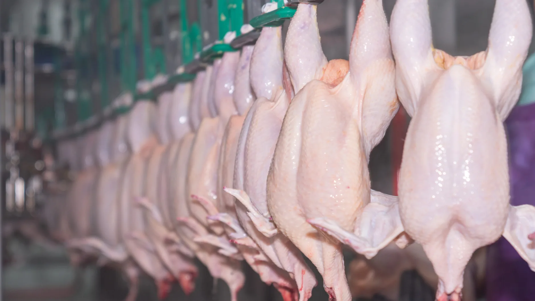 Птицефабрика «Северная» повысила отпускные цены на продукцию