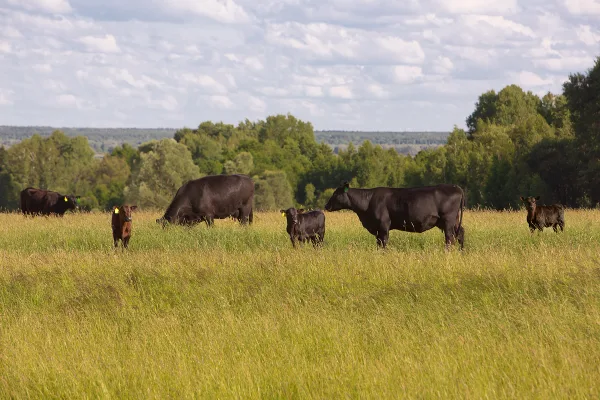 «Мираторг» в 2018 году увеличил приплод абердин-ангусов на 13%
