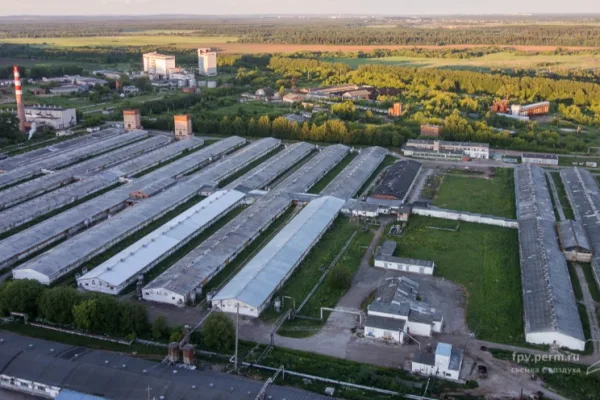 Конкурсному управляющему Пермским свинокомплексом не разрешили продать поголовье