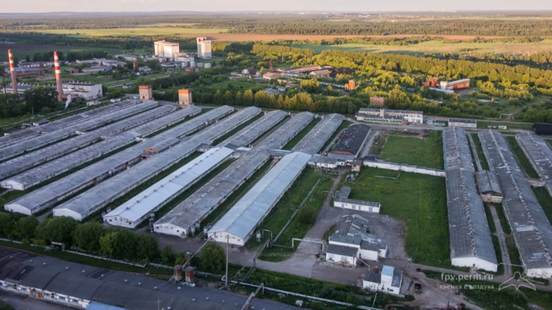 Конкурсному управляющему Пермским свинокомплексом не разрешили продать поголовье
