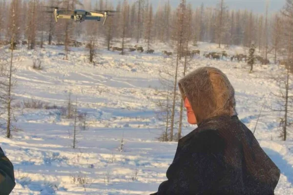 Оленеводы Ямала пасут стада с помощью квадрокоптеров