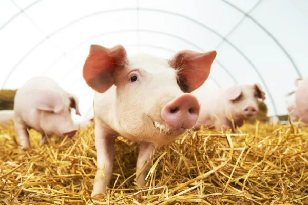 «Агроинвестор» проведет конференцию Russian Meat & Feed Industry – 2021 в апреле